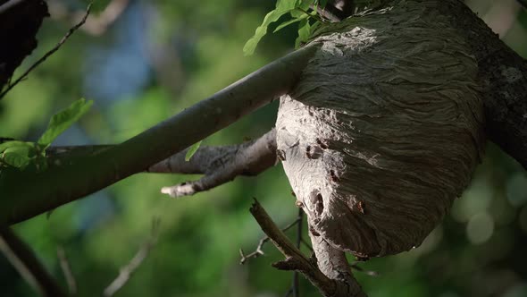 Beautiful Wasp Colony Nest Built In Forest Tree alt