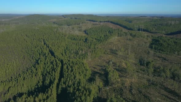 nordic forest with clearcutting deforestation. filmed with drone descend alt
