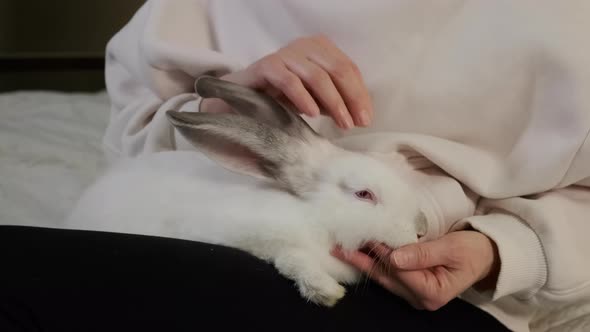Woman Sits on Sofa and Stroke White Rabbit at Home Close Up View alt