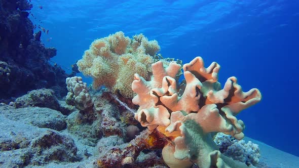 Red Sea Soft Corals, Stock Footage | VideoHive