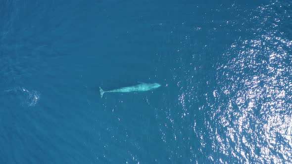 Aerial view of a sperm whale sin the ocean, Azores, Portugal. alt