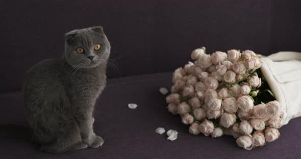 Scottish Fold Cat Sitting on the Sofa Near the Big Bouquet of Rose Flowers