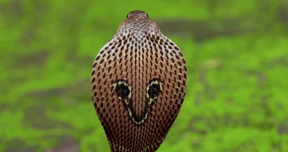 Closeup of back of Spectacled Cobra Hood showing the marking of the hood scales and head alt