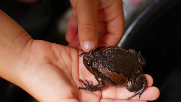 A Close Up of a Hand Holding a Frog