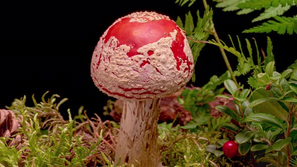 Time Lapse of Fly Agaric Mushroom alt