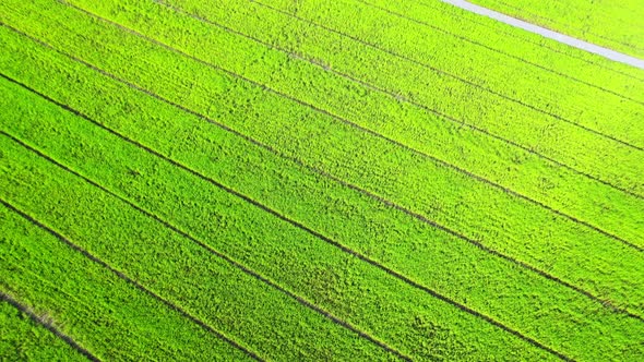 4K Aerial Wide view of Beautiful green rice fields in the rural of Thailand alt