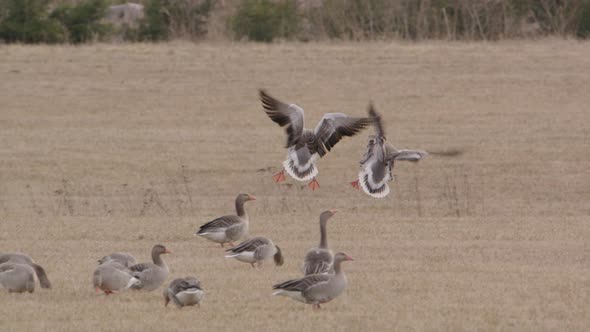 TELEPHOTO to flock of geese flying and landing in a field in Sweden, slow motion alt