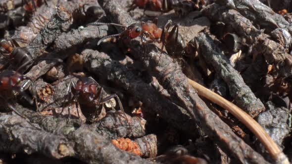 Wild ant Hill in the Forest alt