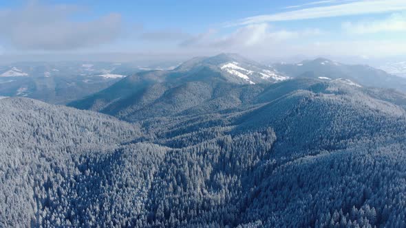 Panoramic View Of Dense Forest Mountains In Snowy Winter. Aerial Drone alt