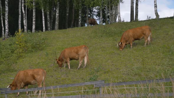 Cows eat grass