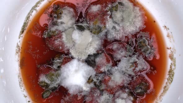 Overripe strawberries covered with mold. Rotten red strawberries spoiled by time alt