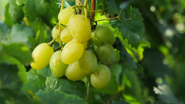 Grapes in kids hands. Child eating grapes. Fruit harvesting. Collecting grapes. Grape vine alt