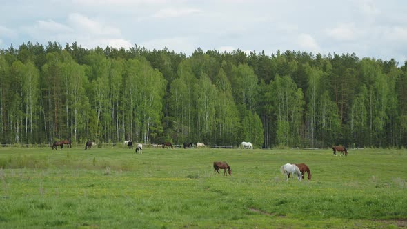 Horses Graze in a Forest Clearing alt