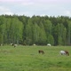 Horses Graze in a Forest Clearing - VideoHive Item for Sale