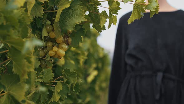 Young Woman with Dreadlocks Walks to a Sprig of Grapes and Examines It alt