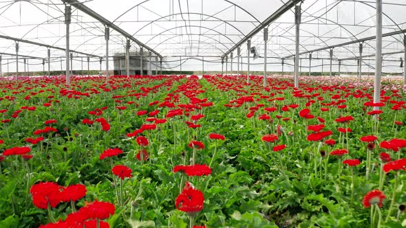 Aerial footage of Gerberas in many colors growing inside a large greenhouse alt