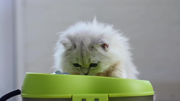 Cute Persian Kitten Drinking Water From Fountain alt