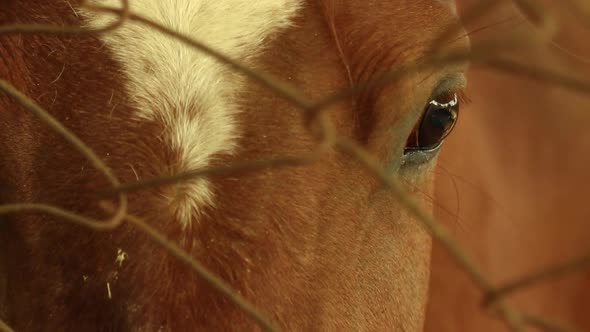 Close up of hand petting brown horse in stable behind the fence. alt