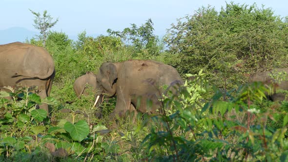 Group Asian Elephants Walking Away By Traveltelly Videohive