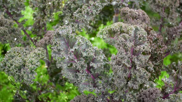 Curly Cabbage Leaf Kale Winter Plant Field Leaves Bio Organic Plantation Harvest Vegetables Brassica