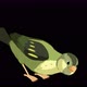 Green forest bird pecks grain alpha matte 4K - VideoHive Item for Sale