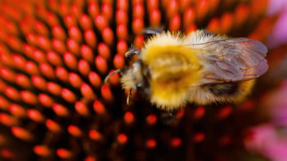 Bumblebee on a Echinacea Flower alt
