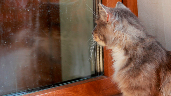 Cat Looking Through A Dirty Window