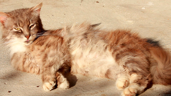 Street Cat Is Basked In Sun