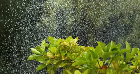 Rain falling on Rhododendron, Normandy, Slow motion 4K