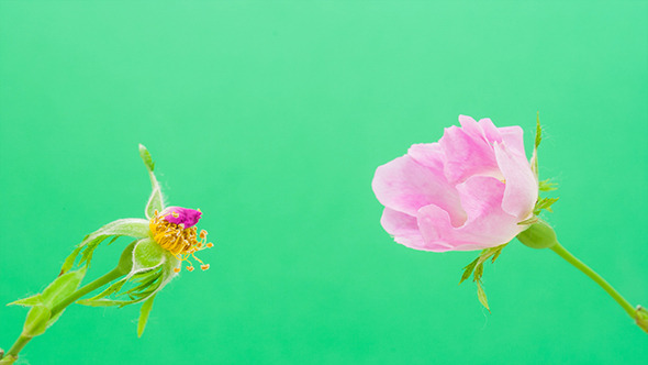 Rose Hip Blossoming alt