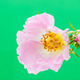 Rose Hip Blossoming - VideoHive Item for Sale