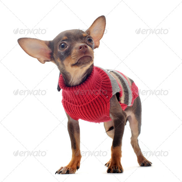 puppy chihuahua - Stock Photo - Images