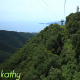 Cable Car View Over The Forest 2 - VideoHive Item for Sale