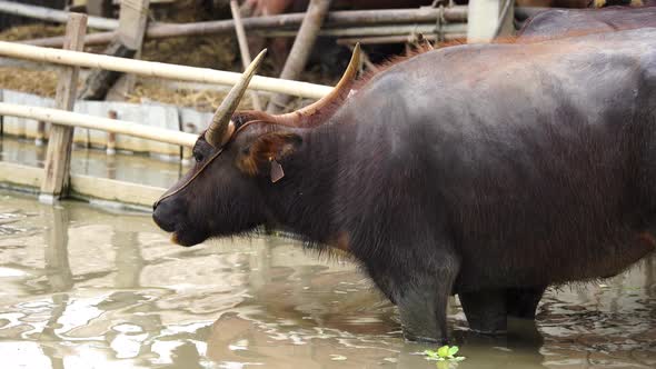 water buffalo resting in pond