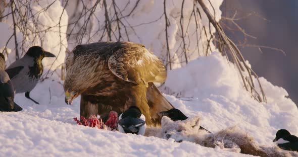 Majestic Golden Eagle Eats on a Prey in the Mountains at Winter alt