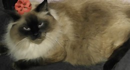 FUNK, Comedy and Video Games