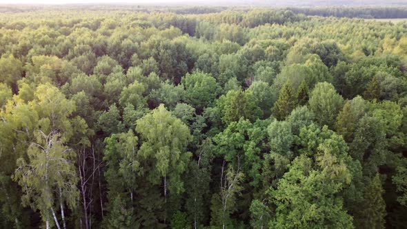 Flying Low Over the Trees Topdown View of the Summer Forest
