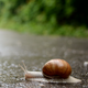 Snail Movement - VideoHive Item for Sale