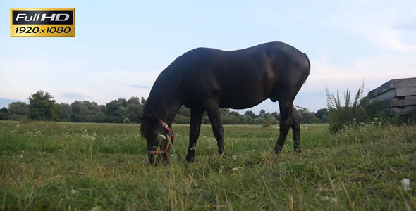 Horse on a Meadow 3