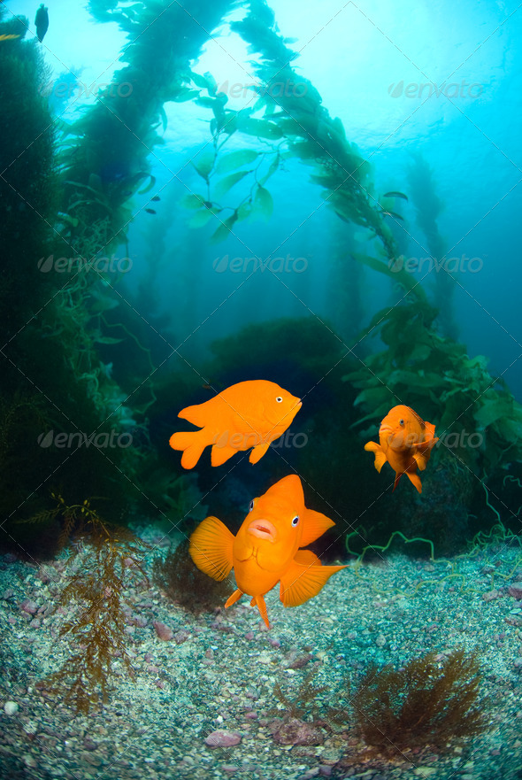 Orange fish on ocean reef - Stock Photo - Images