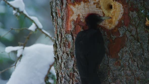 A black woodpecker is pecking a hole fast alt