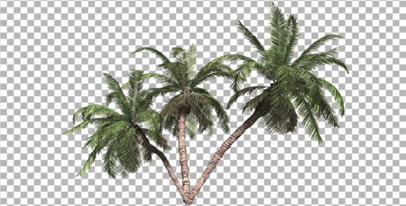 Palms V 3