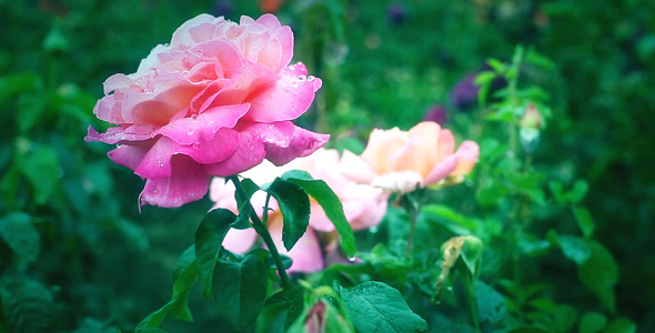 Pink Rose in the the Garden