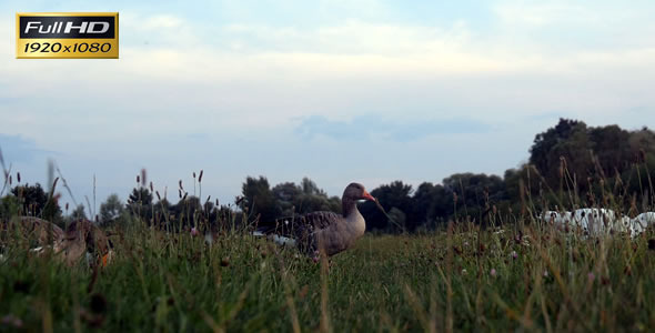 Geese Strolling in Grass 1