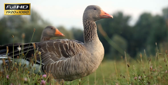 Geese Strolling in Grass 2