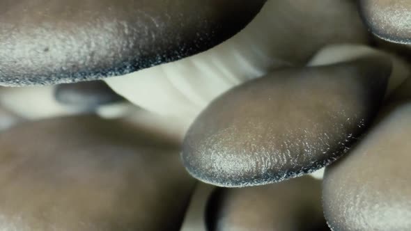 Oyster mushrooms close-up. Mushrooms time lapse.