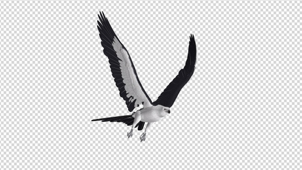 Swallowtail Kite - 4K Flying Loop - Side Angle