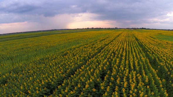 Aerial View Of A Sunflower Field 2