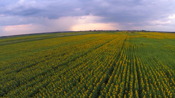 Aerial View Of A Sunflower Field 3