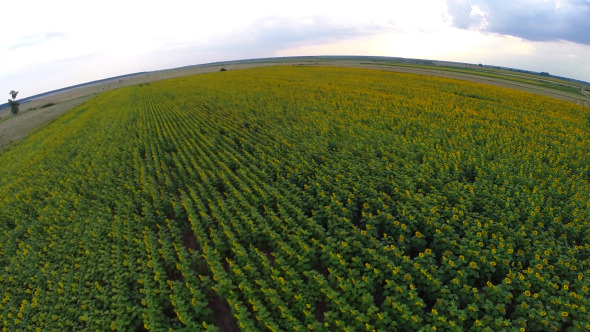 Aerial View Of A Sunflower Field 4